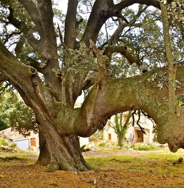Carrasca de Culla