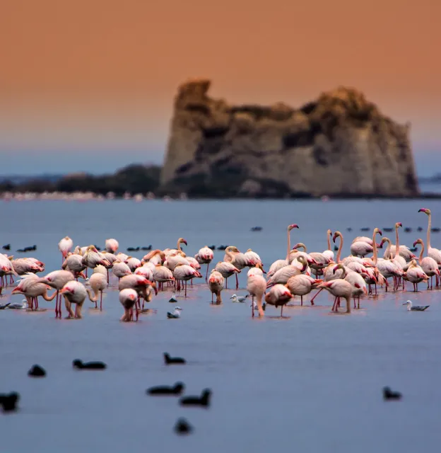 Delta - Isla de los flamencos